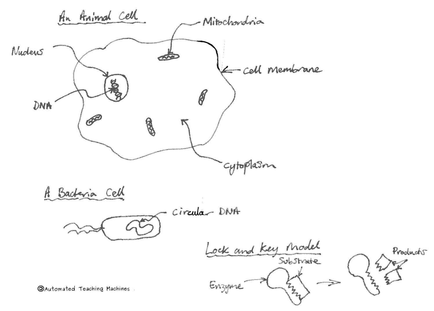 Cells and Enzymes