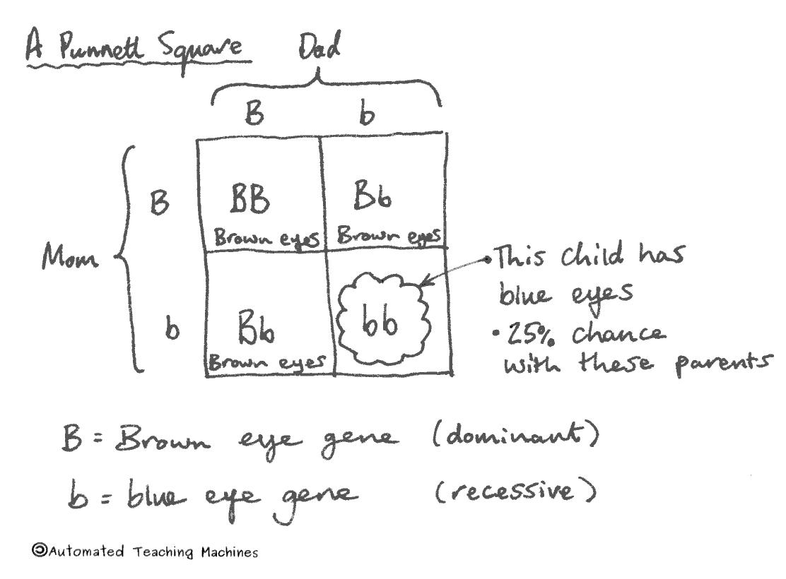 ppt-genetic-analysis-of-behavior-powerpoint-presentation-free