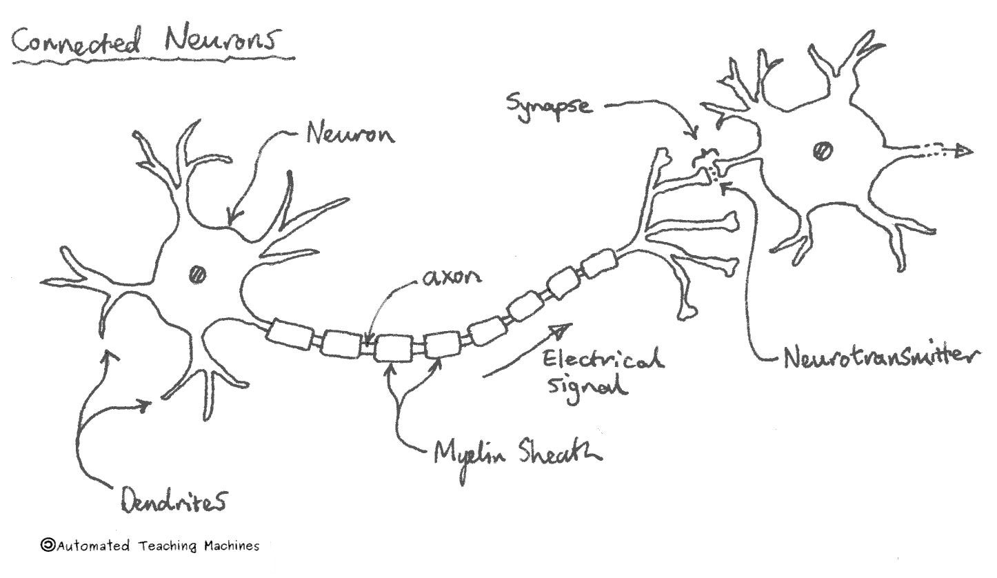 The Nervous System Diagram